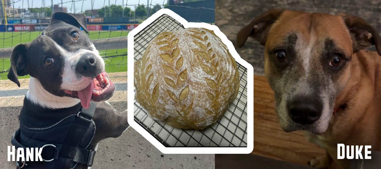 Tyler's dogs Hank and Duke, and a delicious sourdough bread loaf