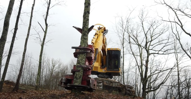 feller buncher removing tree